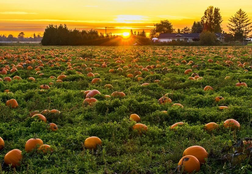 competitive market analysis insights